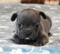 VIJAY BLUE, a male French Bulldog for sale in Marshfield, MO – Photo 4 of 4