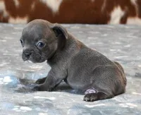 VIJAY BLUE, a male French Bulldog for sale in Marshfield, MO – Photo 3 of 4