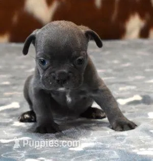 VIJAY BLUE – French Bulldog puppy for sale in Marshfield, MO