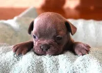 VIJAY LILAC , a male French Bulldog for sale in Marshfield, MO – Photo 2 of 3