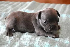 VIJAY LILAC  – French Bulldog puppy for sale in Marshfield, MO