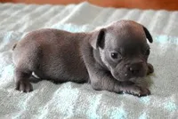 VIJAY LILAC , a male French Bulldog for sale in Marshfield, MO – Photo 1 of 3