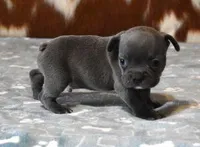 VIJAY BLUE, a male French Bulldog for sale in Marshfield, MO – Photo 2 of 4