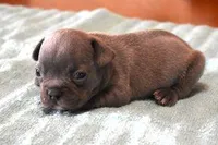 VIJAY LILAC , a male French Bulldog for sale in Marshfield, MO – Photo 3 of 3