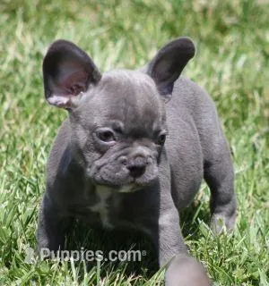VIJAY BLUE – French Bulldog puppy for sale in Marshfield, MO