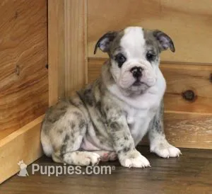 NOVA - RED MERLE – English Bulldog puppy for sale in Marshfield, MO