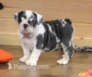 TANK - BLUE MERLE AKC – English Bulldog puppy for sale in Marshfield, MO