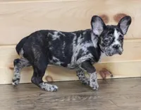 CC BLUE MERLE, a female French Bulldog for sale in Marshfield, MO – 3 of 4