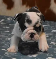 TANK - BLUE MERLE AKC, a male English Bulldog for sale in Marshfield, MO – 3 of 4
