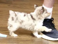 TRAVIS, a male Toy Australian Shepherd for sale in Marshfield, MO – 2 of 4