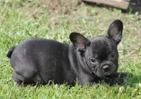 IGGY , a male French Bulldog for sale in Marshfield, MO – 3 of 3