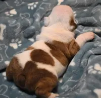 THOR CHOCOLATE & WHITE, a male English Bulldog for sale in Marshfield, MO – 3 of 3