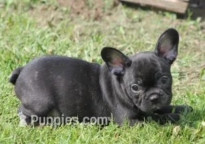 IGGY  – French Bulldog puppy for sale in Marshfield, MO