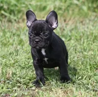 IVY, a female French Bulldog for sale in Marshfield, MO – 3 of 5