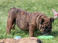 FIFI CHOCOLATE BRINDLE, a female English Bulldog for sale in Marshfield, MO – 4 of 6