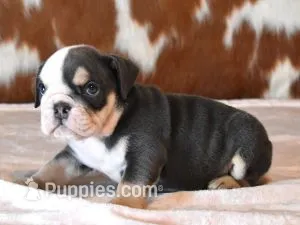 BECKY - BLUE TRI – English Bulldog puppy for sale in Marshfield, MO