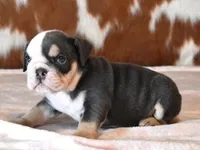 BECKY - BLUE TRI, a female English Bulldog for sale in Marshfield, MO – 1 of 4