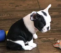 IRIS BLACK & WHITE, a female French Bulldog for sale in Marshfield, MO – 3 of 5