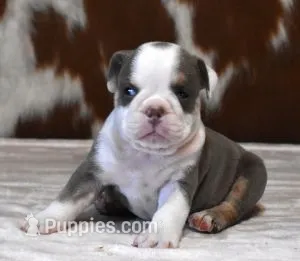 TAMMY - LILAC, TAN & WHITE – English Bulldog puppy for sale in Marshfield, MO