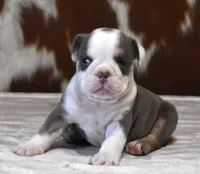 TAMMY - LILAC, TAN & WHITE, a female English Bulldog for sale in Marshfield, MO – 1 of 5