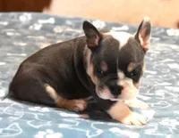 TURBO - BLUE TRI, a male English Bulldog for sale in Marshfield, MO – 2 of 4