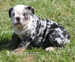 FANCY BLUE MERLE – English Bulldog puppy for sale in Marshfield, MO