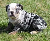 FANCY BLUE MERLE, a female English Bulldog for sale in Marshfield, MO – 1 of 6