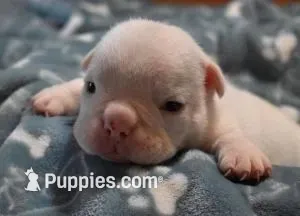 TANK - WHITE, a male English Bulldog for sale in Marshfield, MO – 1 of 3