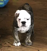 GRETA BRINDLE, a female English Bulldog for sale in Marshfield, MO – 3 of 6