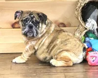FANNY, a female English Bulldog for sale in Marshfield, MO – 4 of 6