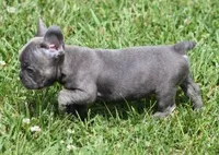 CHANCE BLUE, a male French Bulldog for sale in Marshfield, MO – 4 of 6