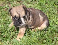 FIONA CHOCOLATE MERLE, a female English Bulldog for sale in Marshfield, MO – Photo 5 of 5