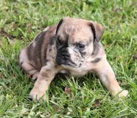 FIONA CHOCOLATE MERLE, a female English Bulldog for sale in Marshfield, MO – Photo 1 of 5