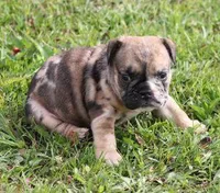 FIONA CHOCOLATE MERLE, a female English Bulldog for sale in Marshfield, MO – Photo 2 of 5