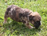 FIONA CHOCOLATE MERLE, a female English Bulldog for sale in Marshfield, MO – Photo 4 of 5