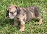FIONA CHOCOLATE MERLE, a female English Bulldog for sale in Marshfield, MO – Photo 3 of 5