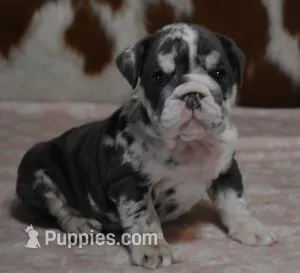 AMAYA, BLUE MERLE, AKC