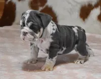 processed/28f3fc20-e8f6-4bd3-ab34-3724b1a5bec2/listing/327304a5-36b6-4a2b-ae35-c382f56207b1/6baaf557-4091-47f7-af91-ce896f3026d3