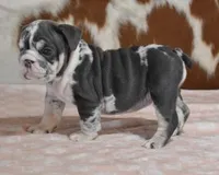 processed/28f3fc20-e8f6-4bd3-ab34-3724b1a5bec2/listing/327304a5-36b6-4a2b-ae35-c382f56207b1/fa26badb-fcf9-4879-8c89-9d6ef8832e86