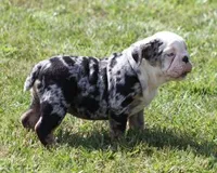 FANCY BLUE MERLE, a female English Bulldog for sale in Marshfield, MO – 4 of 6