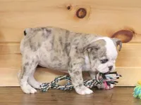 NOVA - RED MERLE, a female English Bulldog for sale in Marshfield, MO – 7 of 7