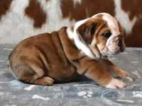 FREDDY  RED MERLE, a male English Bulldog for sale in Marshfield, MO – 3 of 5