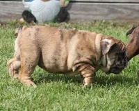 FANNY CHOCOLATE MERLE, a female English Bulldog for sale in Marshfield, MO – 5 of 5