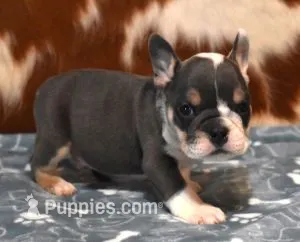 TURBO - BLUE TRI – English Bulldog puppy for sale in Marshfield, MO
