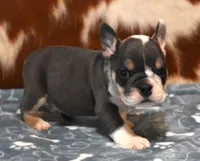 TURBO - BLUE TRI, a male English Bulldog for sale in Marshfield, MO – 1 of 4