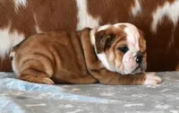 FREDDY  RED MERLE, a male English Bulldog for sale in Marshfield, MO – 2 of 5