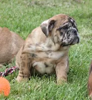 FANNY CHOCOLATE MERLE, a female English Bulldog for sale in Marshfield, MO – 3 of 5
