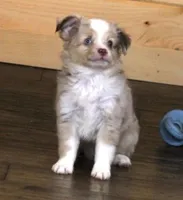 TRAVIS, a male Toy Australian Shepherd for sale in Marshfield, MO – 4 of 4