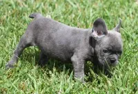 CHANCE BLUE, a male French Bulldog for sale in Marshfield, MO – 6 of 6