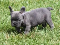 CHANCE BLUE, a male French Bulldog for sale in Marshfield, MO – 3 of 6